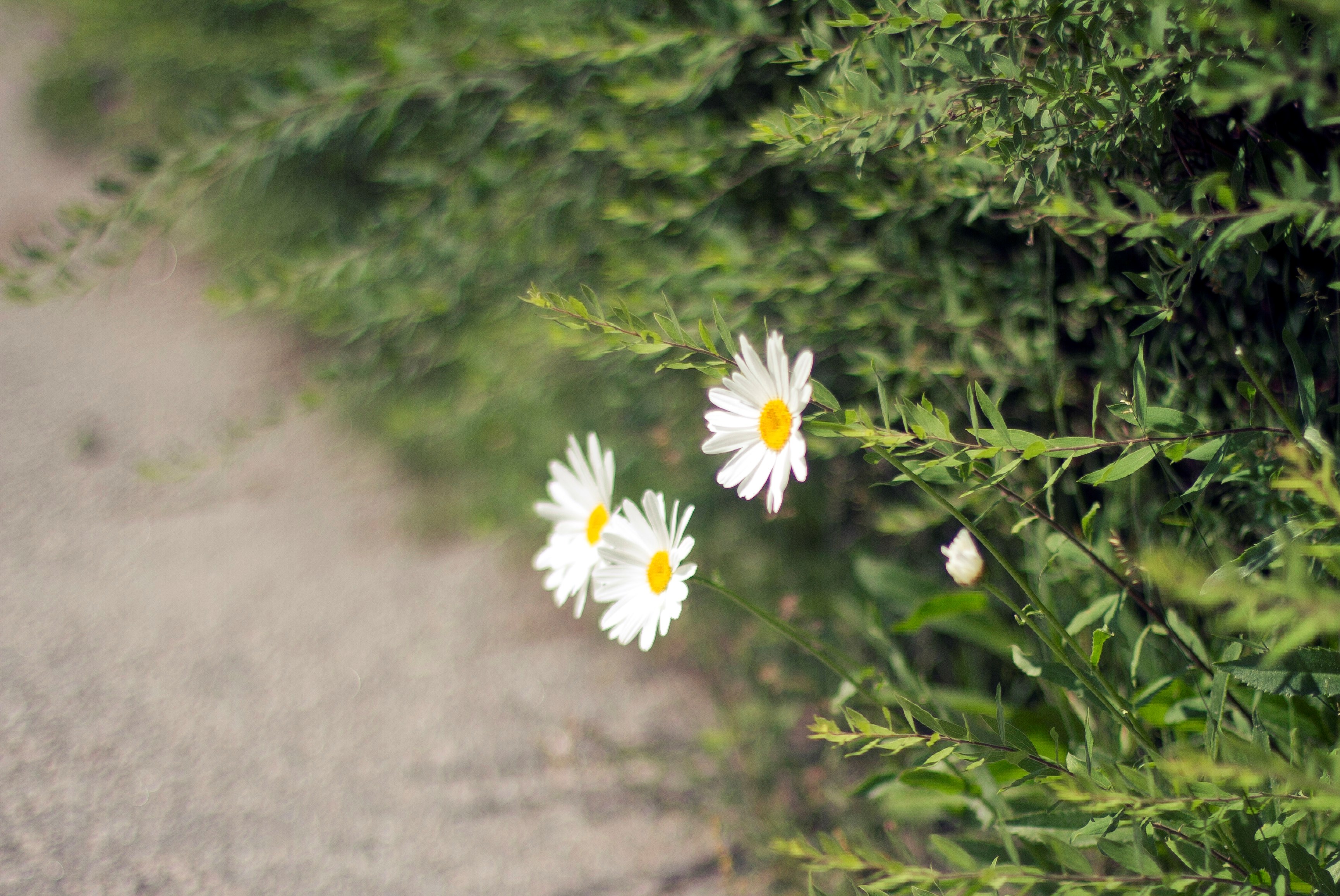 En bild som visar vackra blommor vid en vägkant
